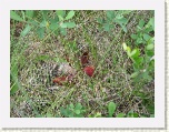Pitcher Plants at The Bog - Cabot Trail, Cape Breton * 2592 x 1944 * (2.57MB)